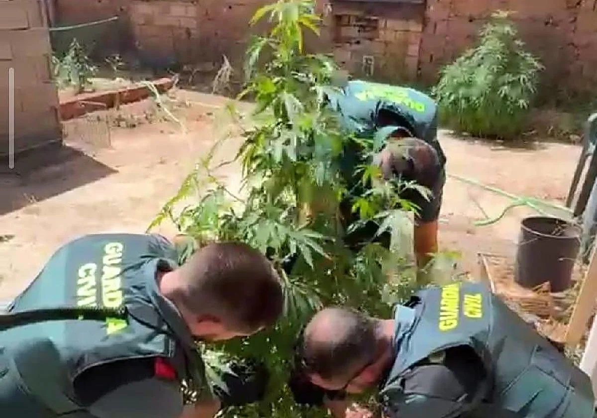 Dos personas investigadas tras hallar 55 plantas de marihuana en un bar de Casasimarro (Cuenca)