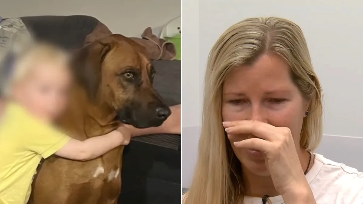 Beloved dog dies, second fights for life after suspected poisoning near children's park on the Gold Coast