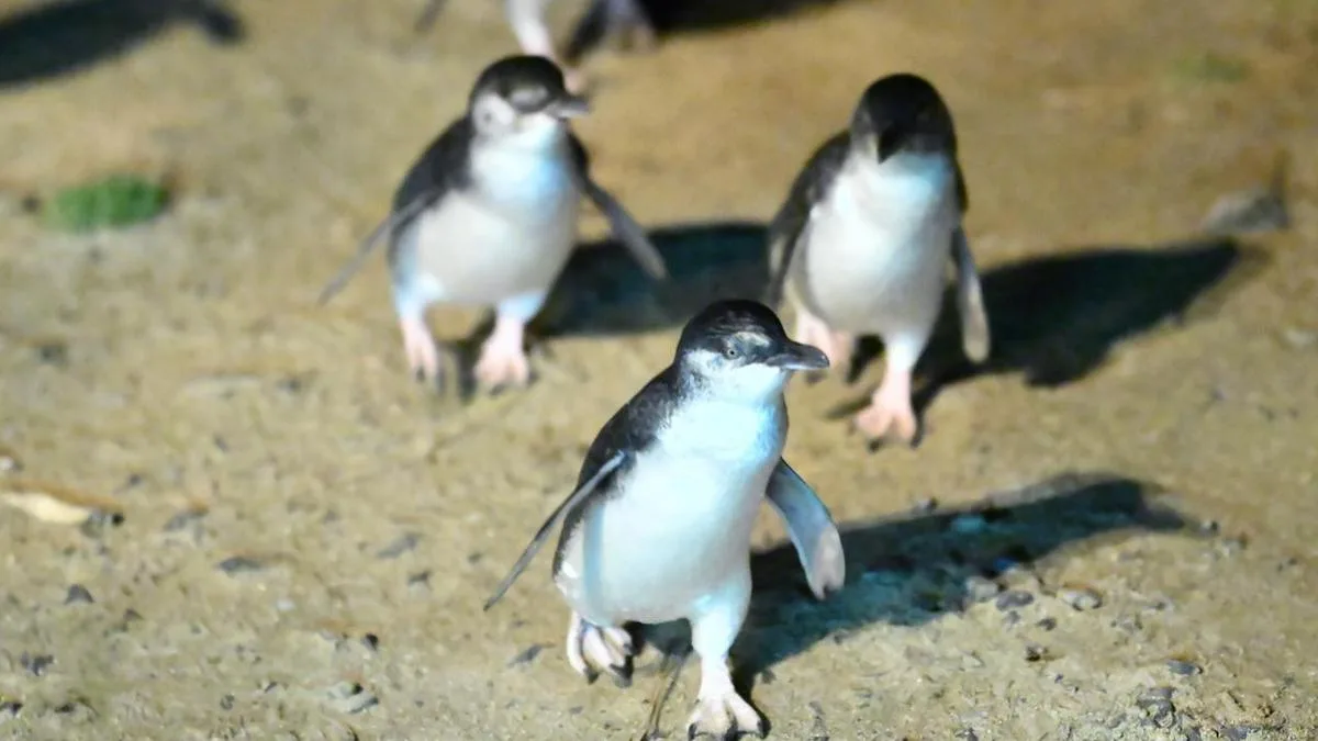 'Penguin parade' undergoes vaccinations for bird flu