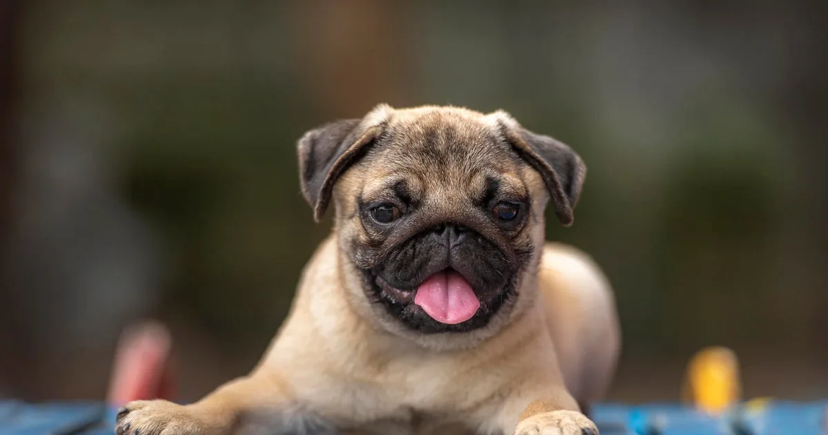 Does pet insurance change what treatment your pet gets?