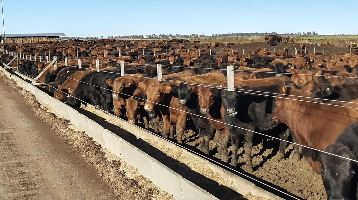 Feedlots récord: el encierre supera los 2,1 millones de cabezas y rompe con la estacionalidad habitual