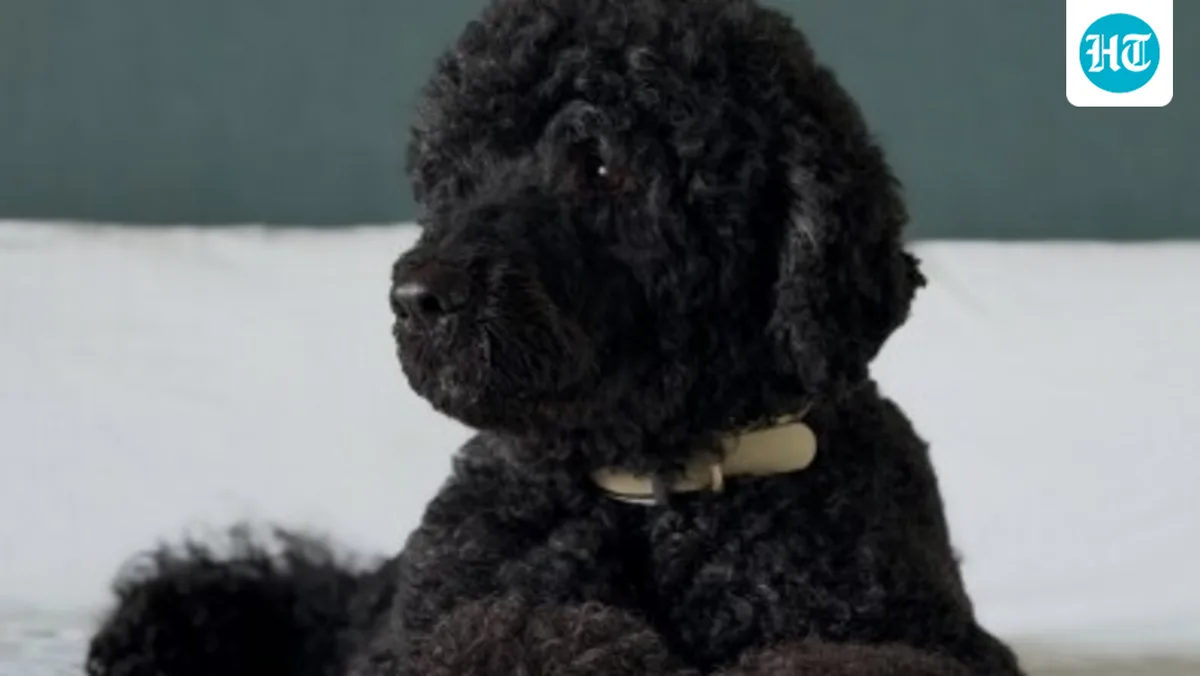 Sunny, the Obamas' loyal dog, dies at 13, reuniting with Bo in memory: ‘Will miss her terribly’