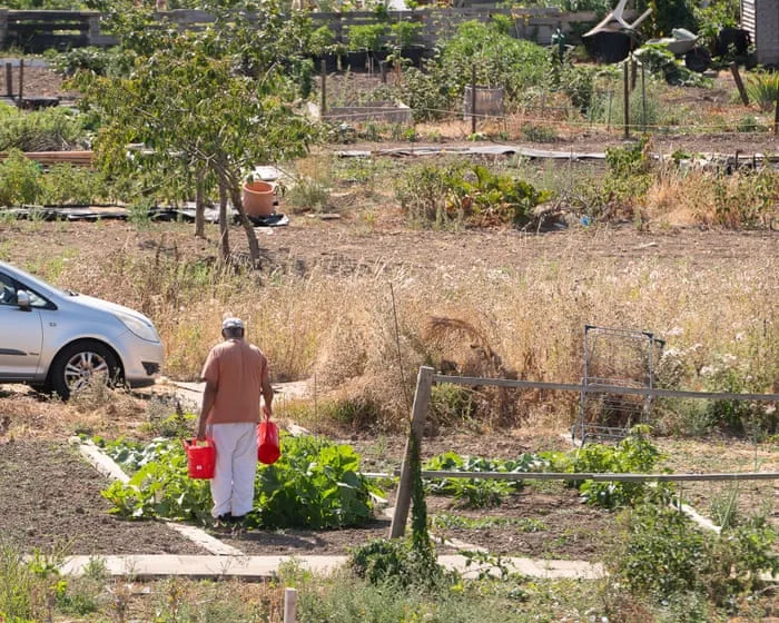 Watermelons in Bristol: how UK heatwaves are affecting growers