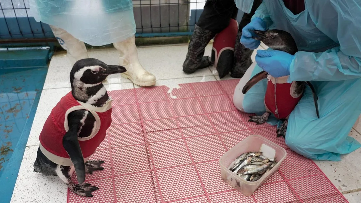 Chile: Ein rotes Jäckchen soll Pinguine vor dem Aussterben schützen