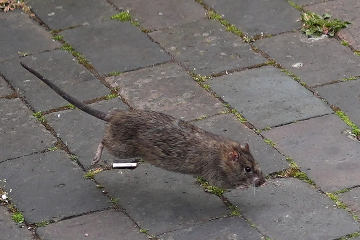 Brits issued rat and mice infestation warning after warm weather