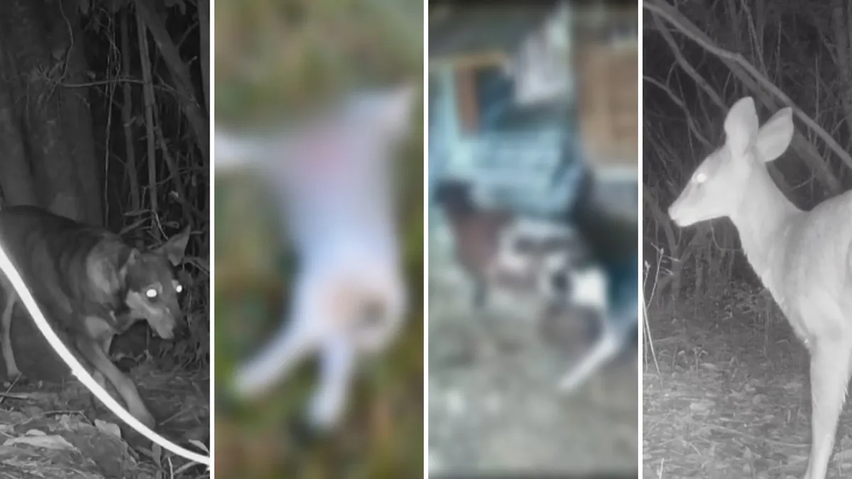 Ovelhas, bovinos e veados: cães atacam rebanhos e propriedades rurais têm prejuízos no RS