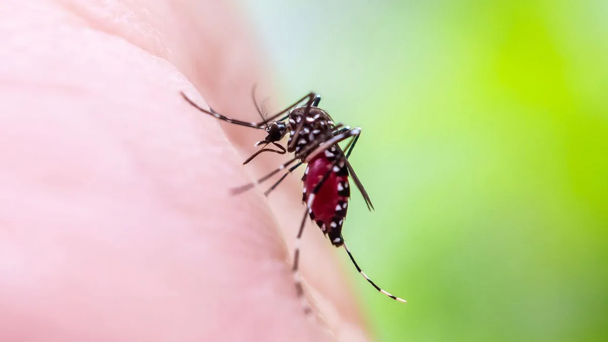 'It's in the realm of possibility': Climate change is spurring a reemergence of yellow fever, and the US could face future threats