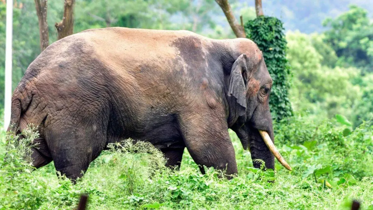 SC orders clinics for periodic health checkup of captive elephants