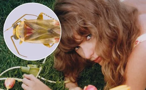 Taylor Swift inspira nombre de un nuevo género de insectos; especies tienen un peculiar color amarillo