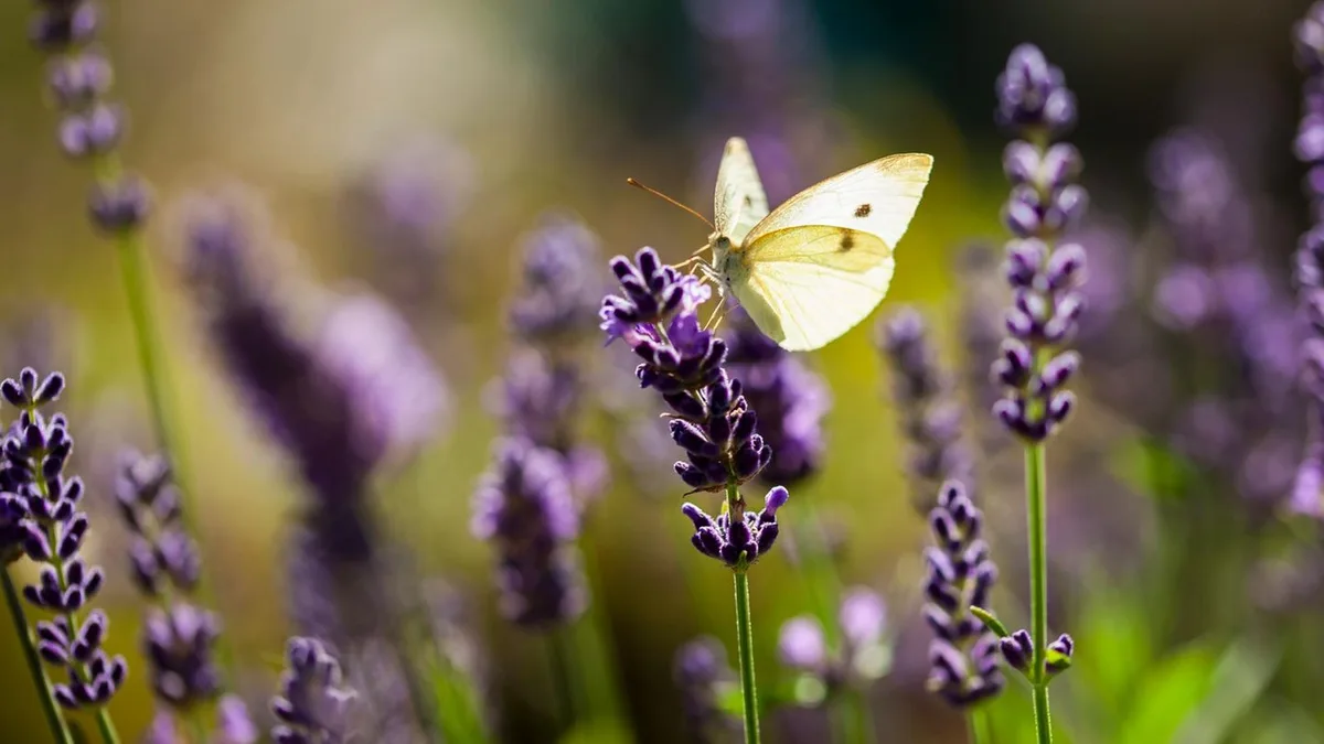 Insektenforscher: Was uns das dramatische Schmetterlingssterben über unsere Zukunft verrät