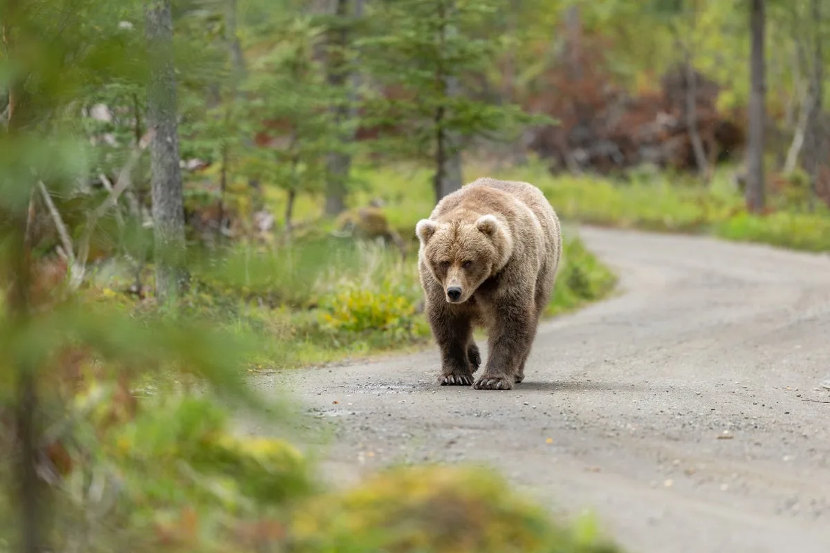 Officials decide next steps for 500-pound bear meandering California neighborhood