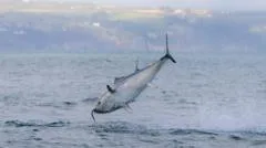 UK bluefin tuna comeback shows nature can recover, says WWF