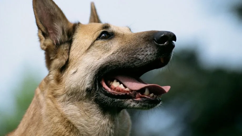 Landes : son chien s’acharne sur elle, une femme de 83 ans meurt à Callen
