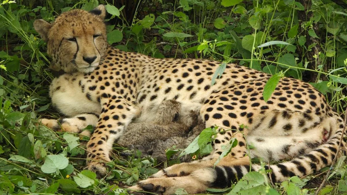 India-born cheetah gives birth to five cubs in Madhya Pradesh’s Kuno National Park