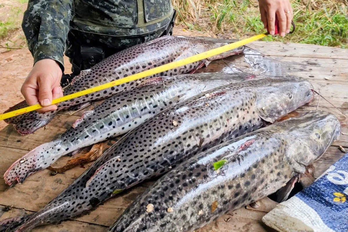 Pescador é multado ao ser flagrado com peixes abaixo do tamanho permitido em rio no interior de SP
