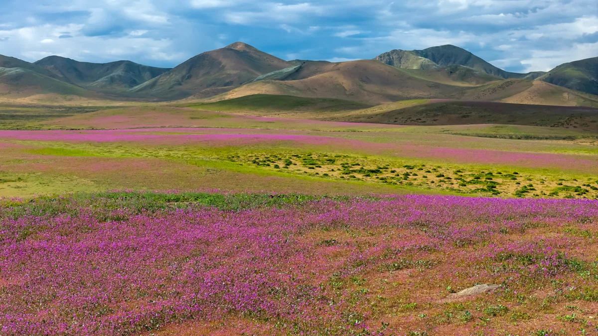 Photos: Wildflowers Bloom in the Atacama Desert