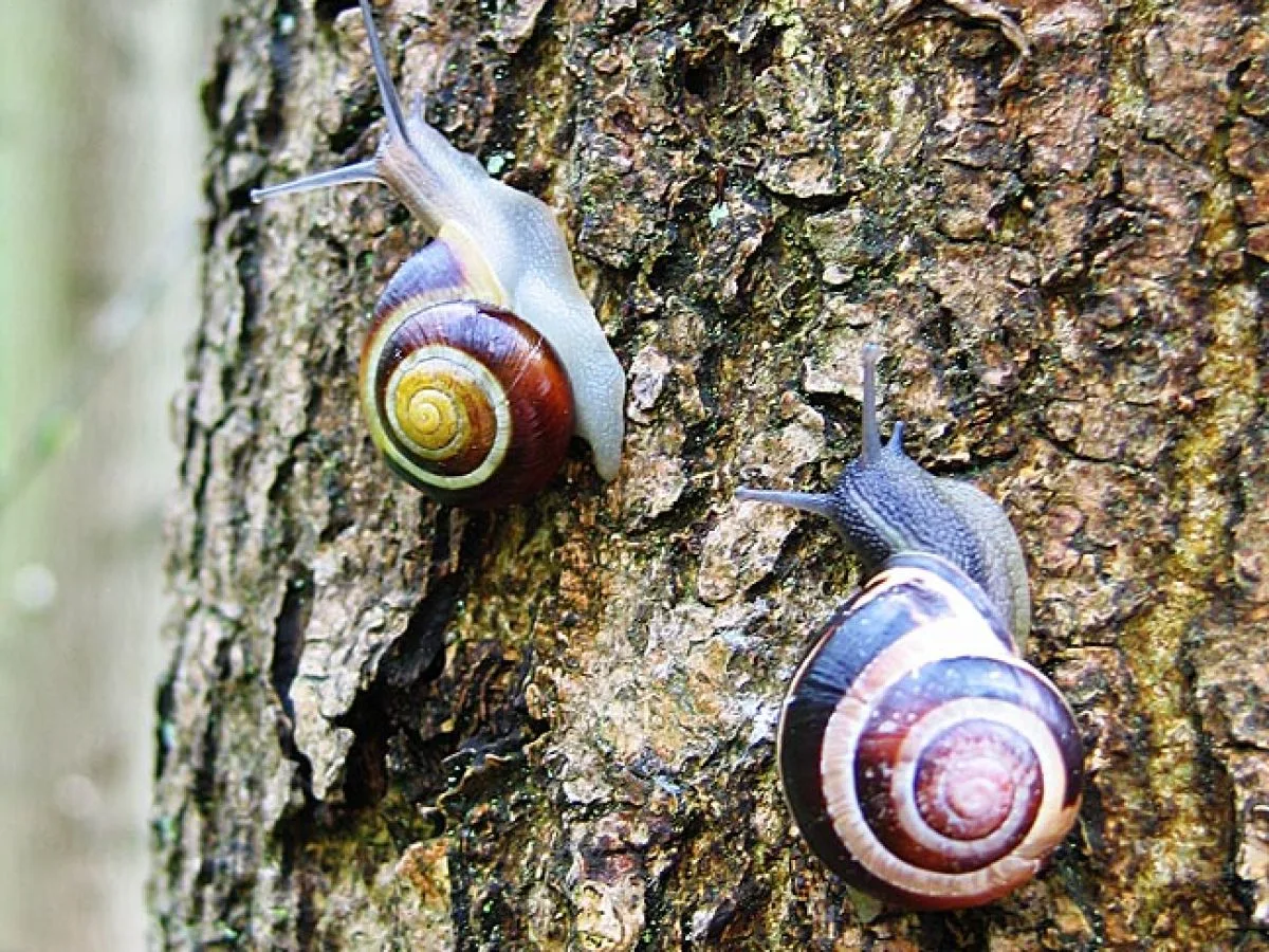 Le super-pouvoir des escargots se cache dans leur mucus