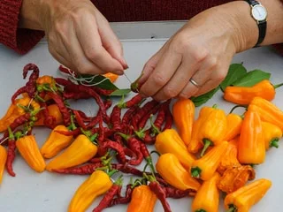 Comment faire sécher les fruits et légumes du jardin pour les conserver ? Trois techniques à connaître