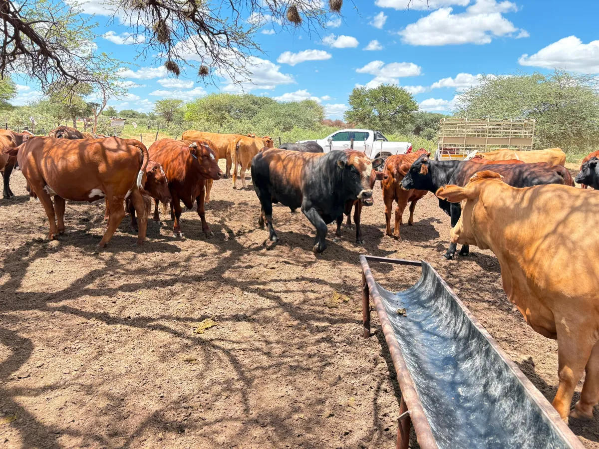 Foot-and-Mouth Disease: South Africa's quiet business crisis