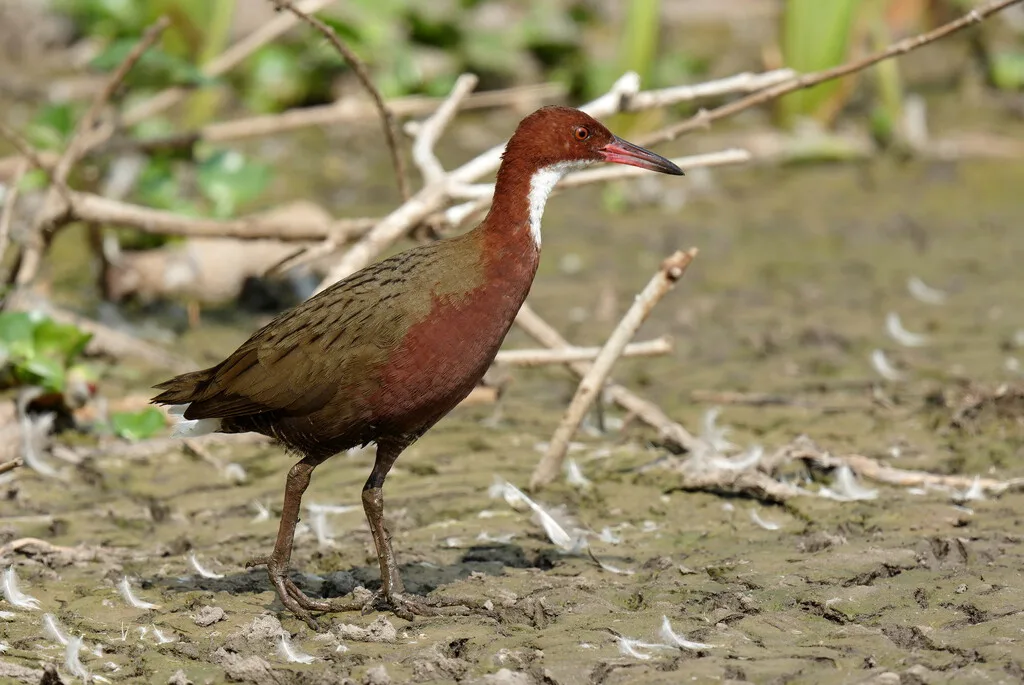 El pájaro que se extinguió por un cataclismo y la evolución decidió "fabricar" de nuevo milenios después