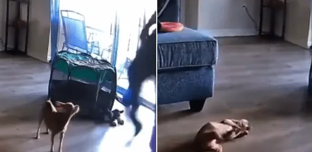 Prestador de serviço é preso após chutar cachorro de cliente nos EUA