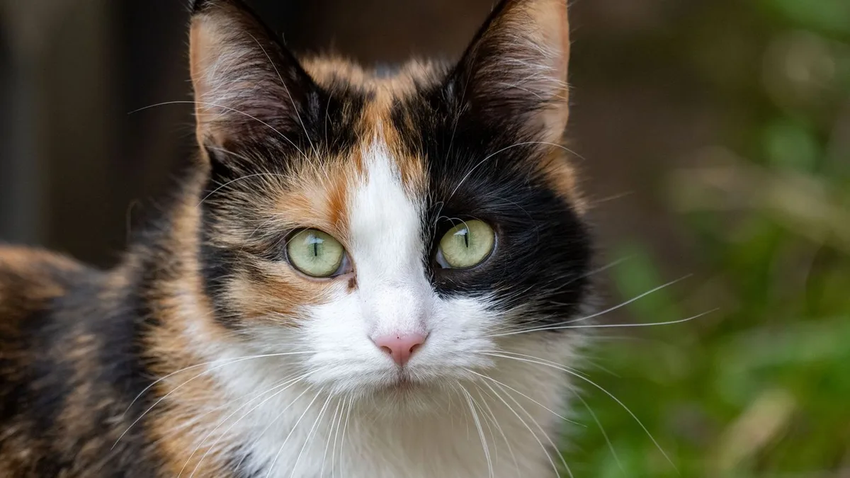 Tiere: Situation in Hessens Tierheimen nach Sommerferien angespannt