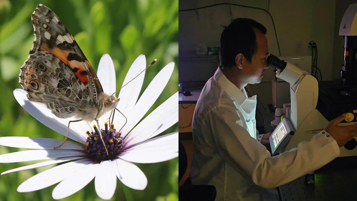 UC San Diego finds genetic switch that gave butterflies richer colour vision