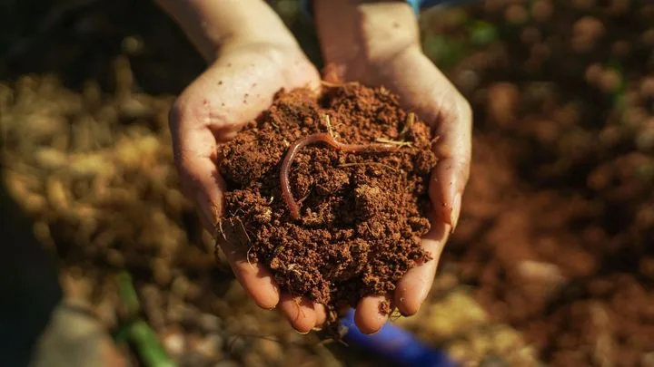 Mille-pattes, cloportes et vers de terre au service des sols