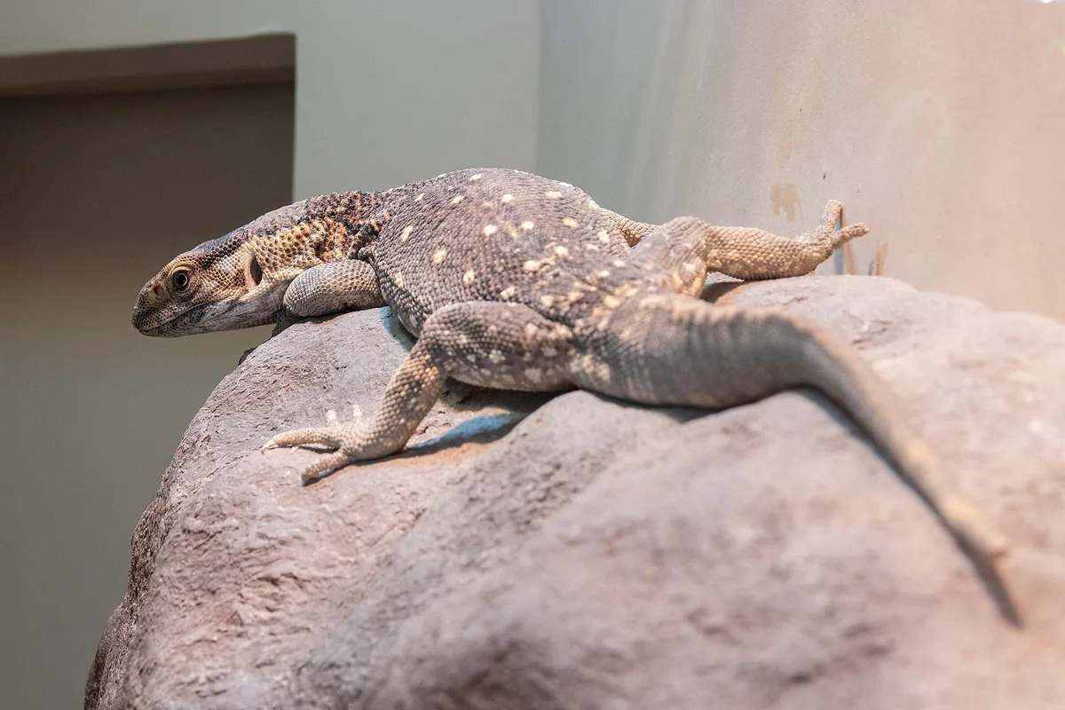 Este lagarto que puede llegar a medir 1,5 metros fue una popular mascota en España: ahora está catalogado como especie invasora
