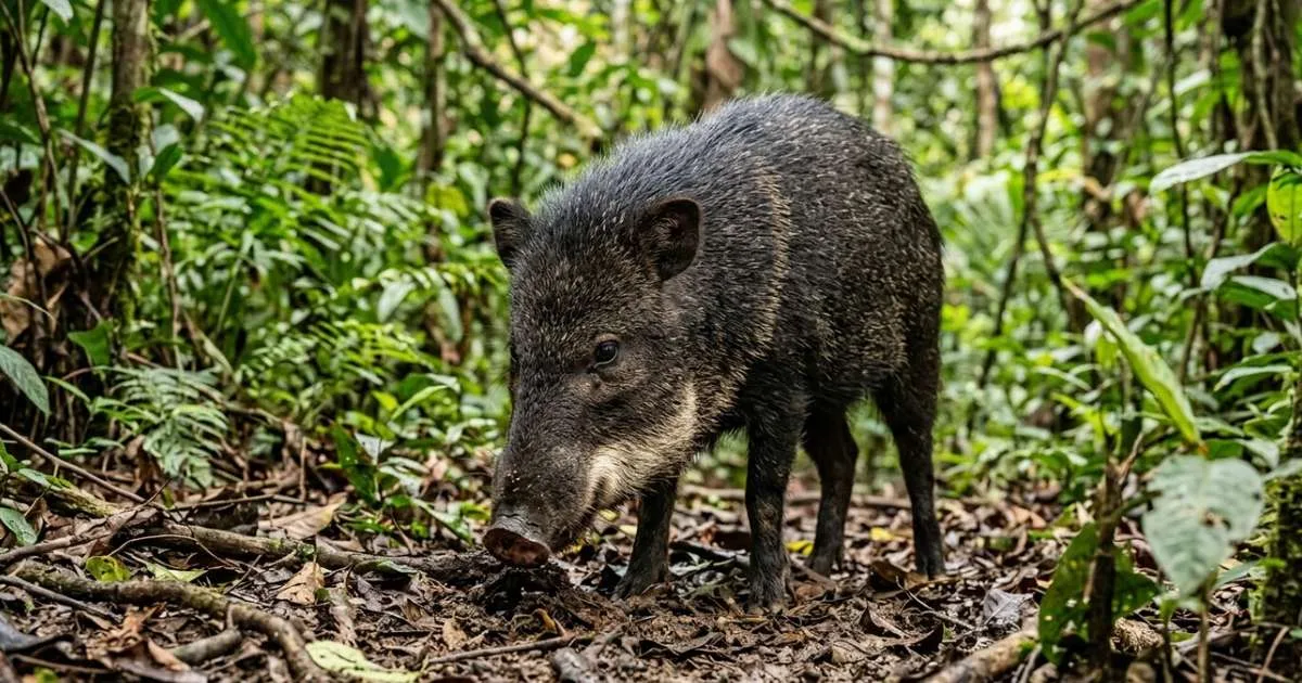 O animal brasileiro que parece um porco pequeno pode transformar um encontro tranquilo em confusão quando o grupo está por perto