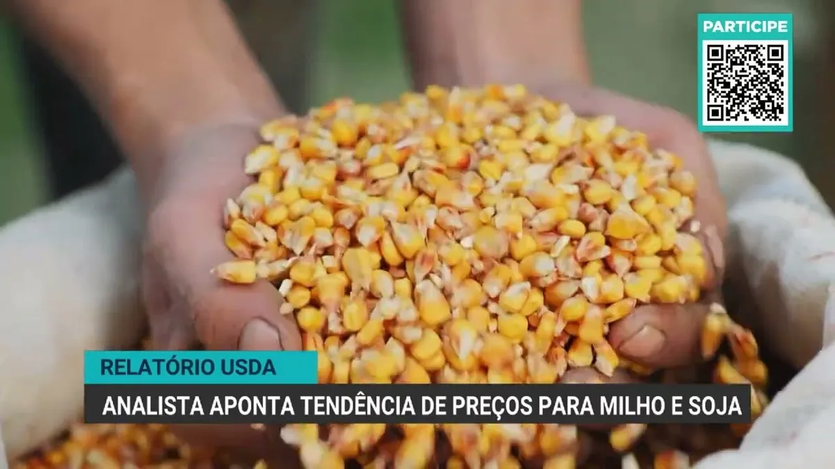 USDA aponta estoques apertados para milho e cenário confortável para soja