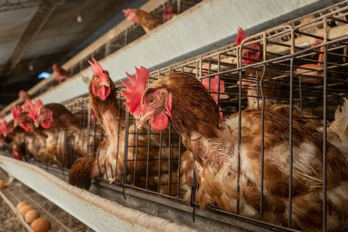 Los huevos del Perú: Medio internacional expone su producción entre jaulas, excrementos y animales muertos