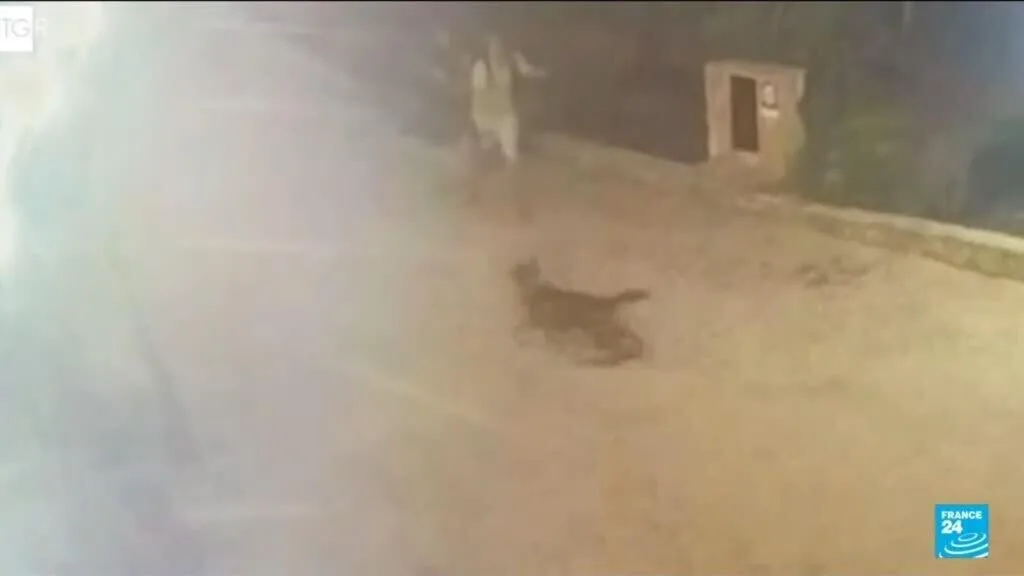 Italie : deux touristes attaquées par un animal sauvage dans les Pouilles