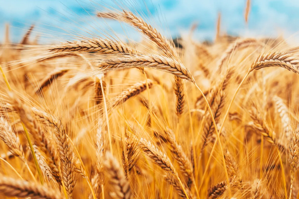 Fuerte suba del trigo amenaza con un shock global de precios en los alimentos