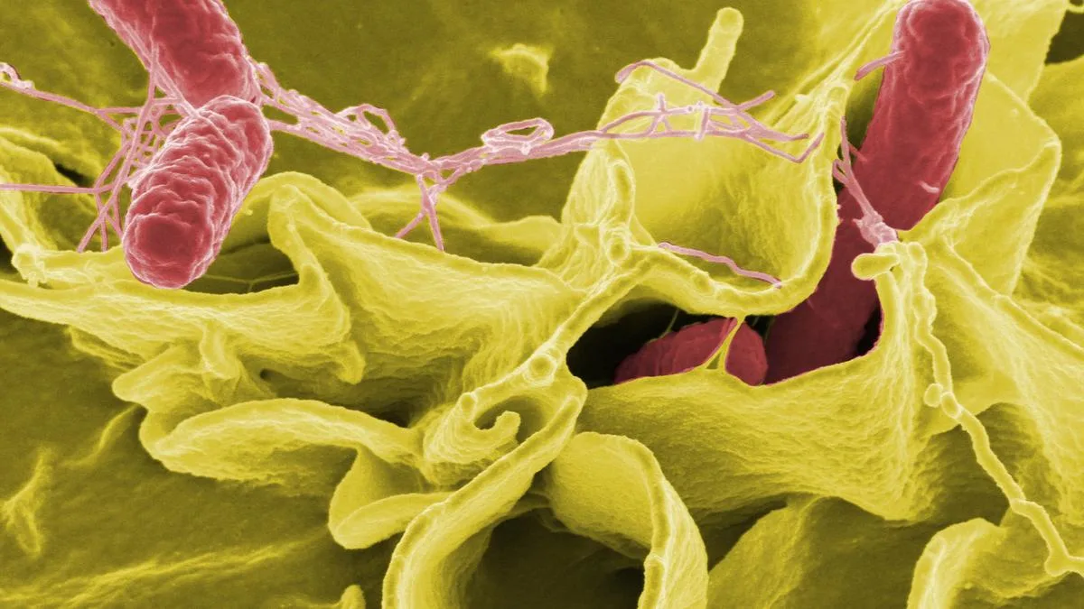 Why India needs to look beyond typhoid to address the health burden of Salmonella infections