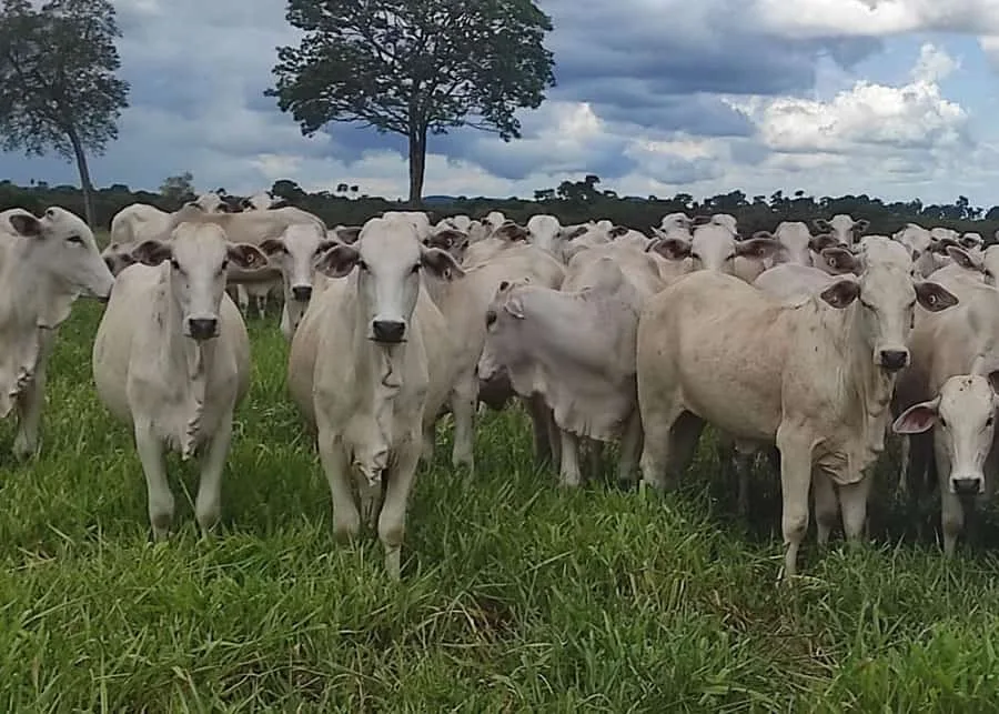 Agropecuária cresce 6,8% e lidera avanço do PIB no segundo trimestre