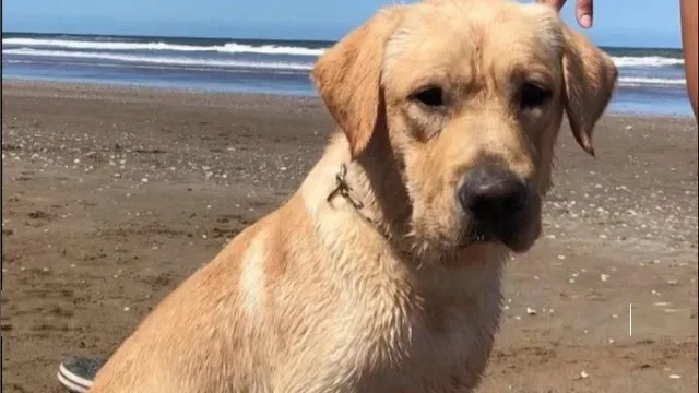 Morreu cão que ajudou a resgatar pessoas após terramoto na Venezuela