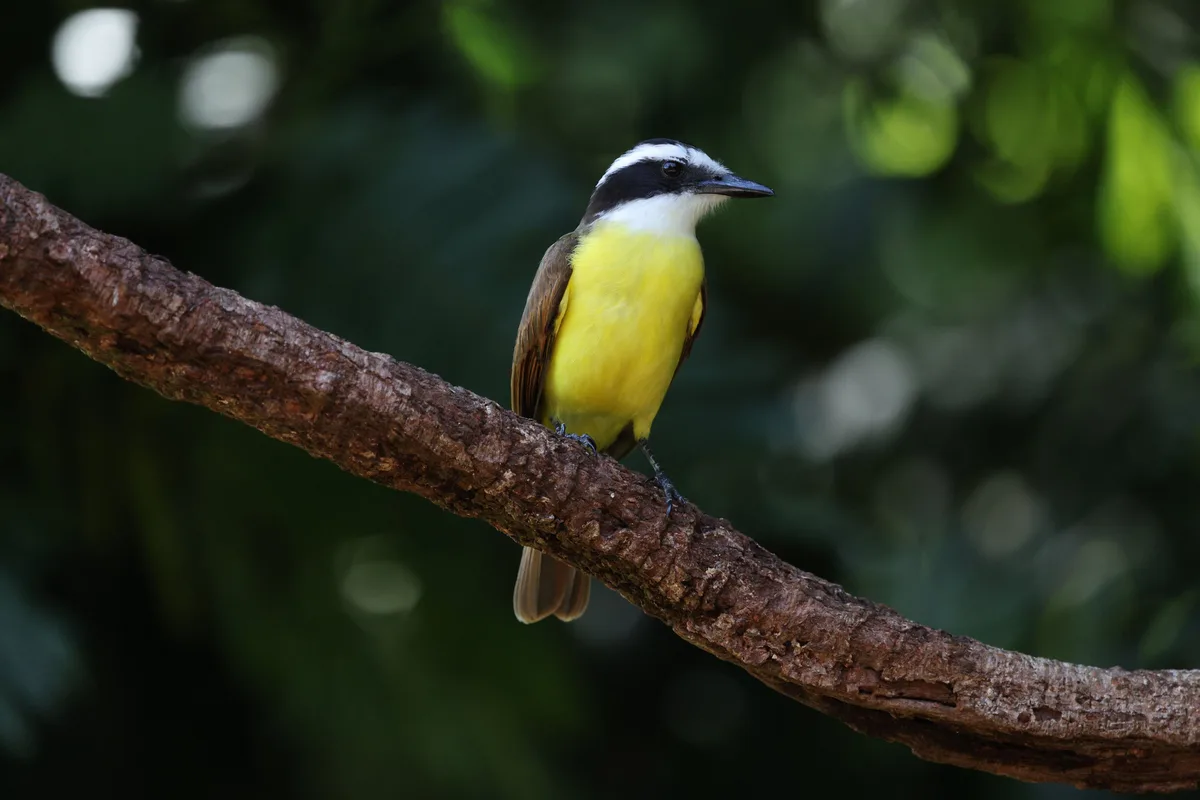 Qué significa escuchar benteveos en casa o el jardín y por qué se considera una buena señal