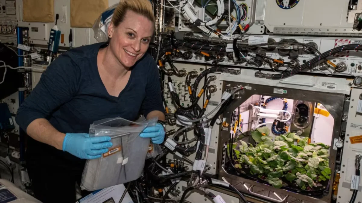 Scientists grew veggies on the ISS; edible parts had Earth-normal microbes