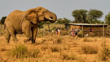 Wie Bienen in Malawi Mensch und Tier voreinander schützen