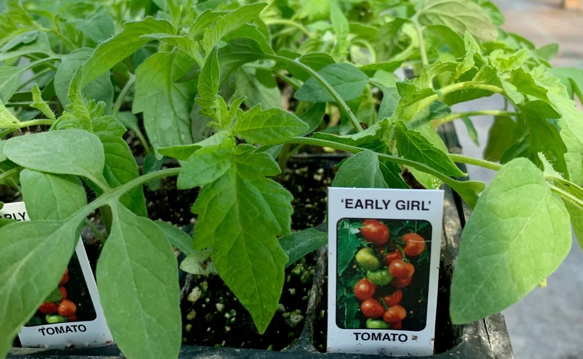 Conheça o experimento da NASA que enviou 12 milhões de sementes de tomate ao espaço e ajudou em pesquisas de milhões de estudantes