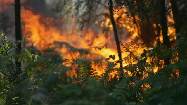 Incêndio em Setúbal destrói várias barracas de apoio a hortas