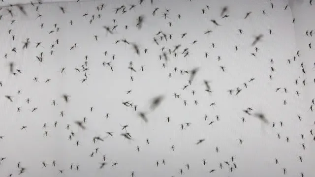 Maioria dos internados por dengue foram crianças e adolescentes