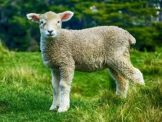 Il se retrouve enlisé durant deux heures dans la vase en essayant de secourir un de ses agneaux