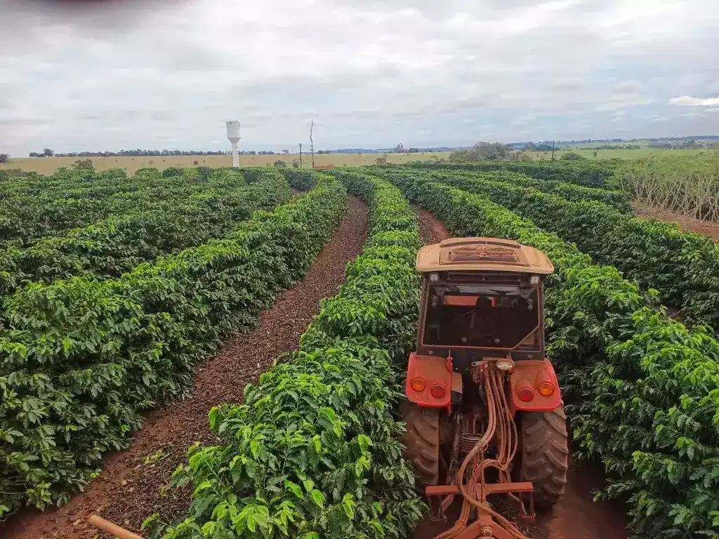 Produção de café mais que dobra em MS, mesmo com menos área cultivada