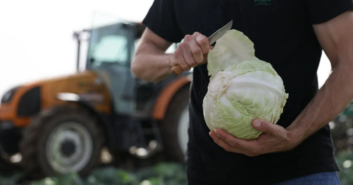 Alsace. « La canicule n’a pas eu d’impact sur le goût » : comment se porte la production de choux à choucroute ?