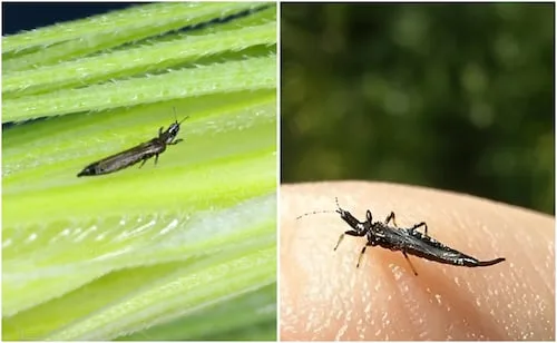 ¿Qué son los trips?; los insectos negros que causan alerta entre los capitalinos