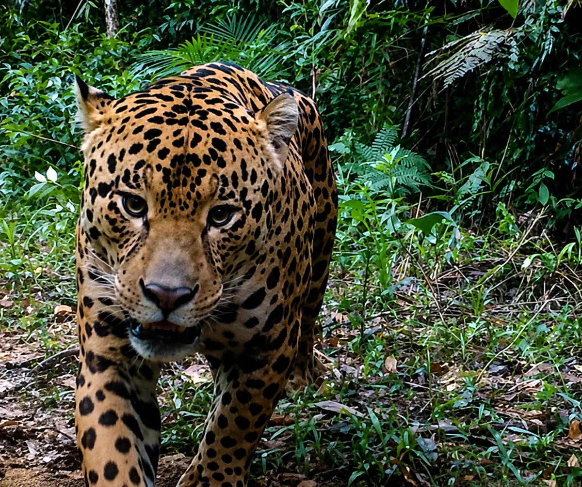Populações de animais silvestres caem 73% em 50 anos, aponta relatório do WWF