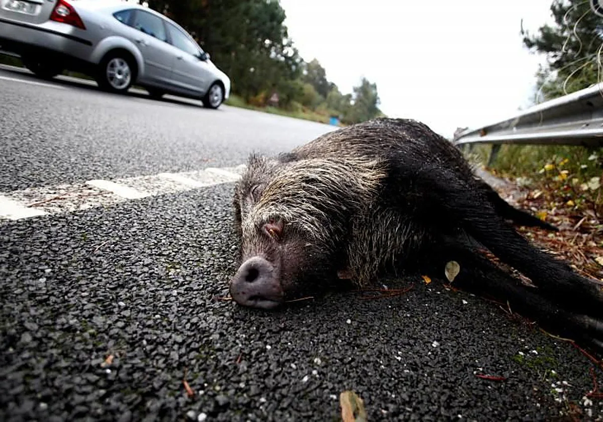 Los jabalíes no dan tregua en una carretera de Vilagarcía: otro accidente en un tramo conflictivo