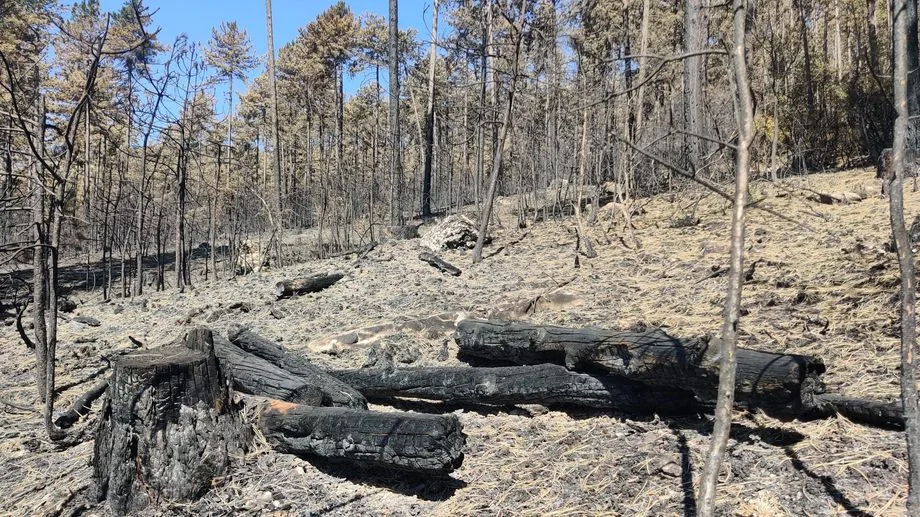 Incendie de Die : un mois et demi après, le feu est éteint mais l'accès aux massifs forestiers reste interdit